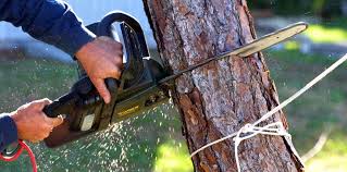 Trusted Eminence, KY Tree Care Experts