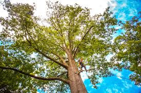 Best Fruit Tree Pruning  in Eminence, KY