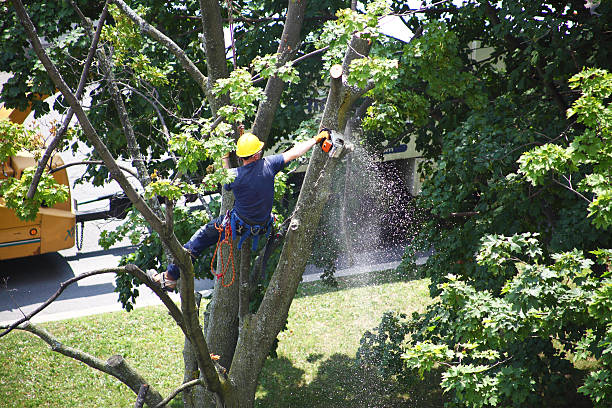 How Our Tree Care Process Works  in  Eminence, KY