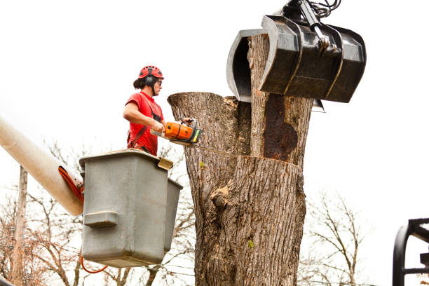 Best Tree and Shrub Care  in Eminence, KY